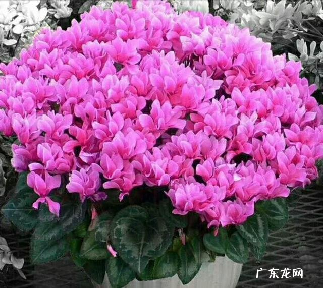 客厅见不到阳光养什么花 不见光的客厅放什么花