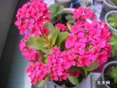 多肉植物可以养在客厅吗 多肉可以养在客厅吗
