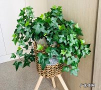 客厅摆放绿萝好吗 客厅放绿萝好不好