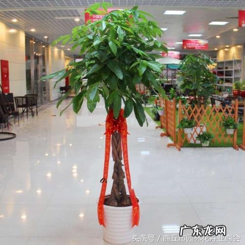 发财树可以放在客厅的对门出吗 发财树放门口还是客厅