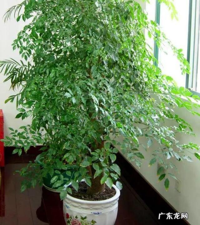 适合养在客厅的花卉 适合养在客厅的花