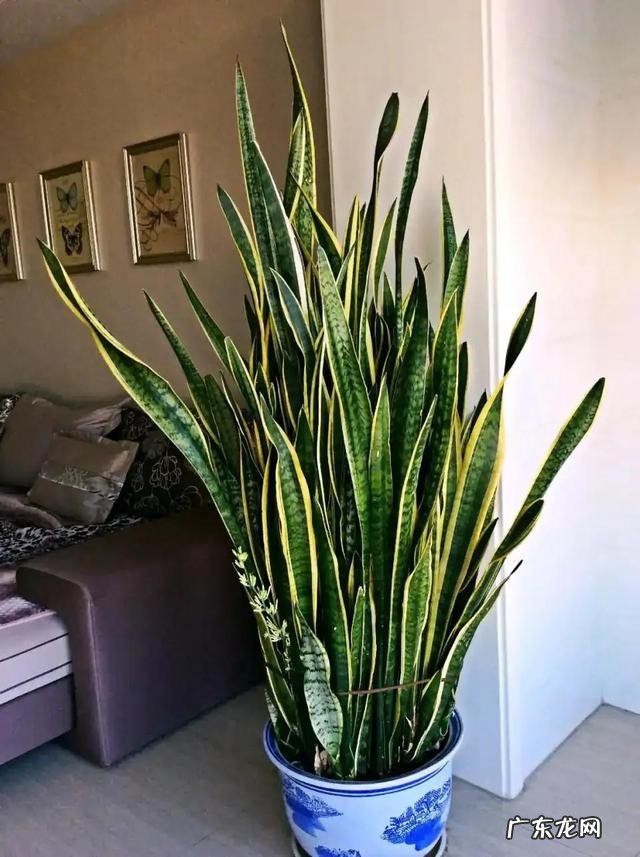 适合养在客厅的花卉 适合养在客厅的花