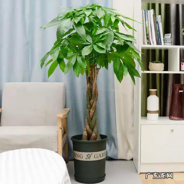 适合养在客厅的花卉 适合养在客厅的花