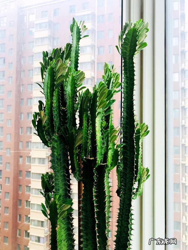 适合养在客厅的花卉 适合养在客厅的花