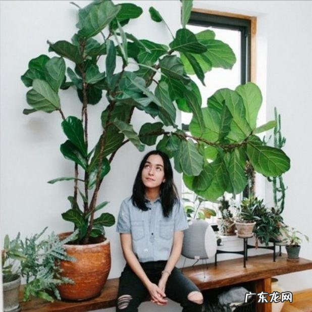 适合养在客厅的花卉 适合养在客厅的花