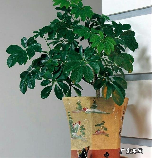 适合养在客厅的花卉 适合养在客厅的花