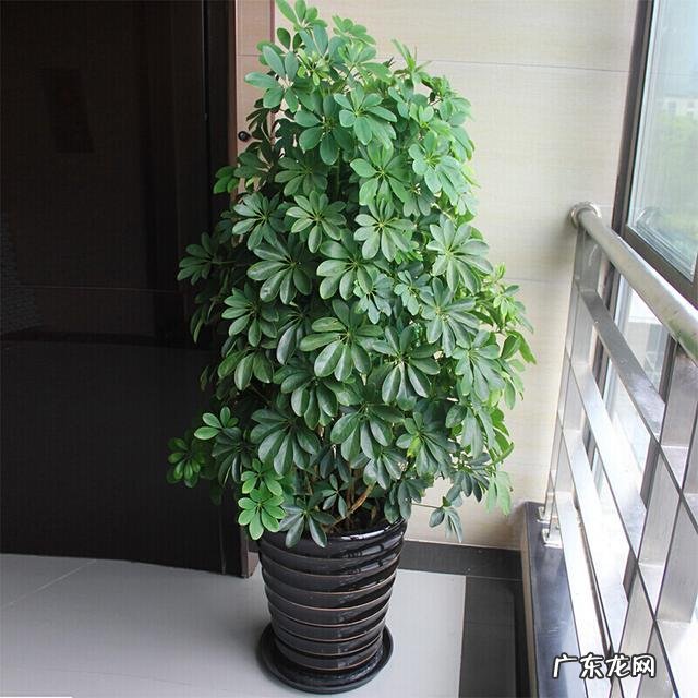 适合养在客厅的花卉 适合养在客厅的花