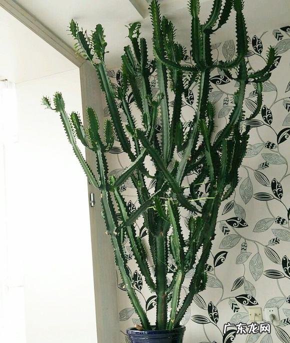 适合养在客厅的花卉 适合养在客厅的花