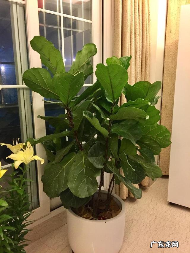 适合养在客厅的花卉 适合养在客厅的花