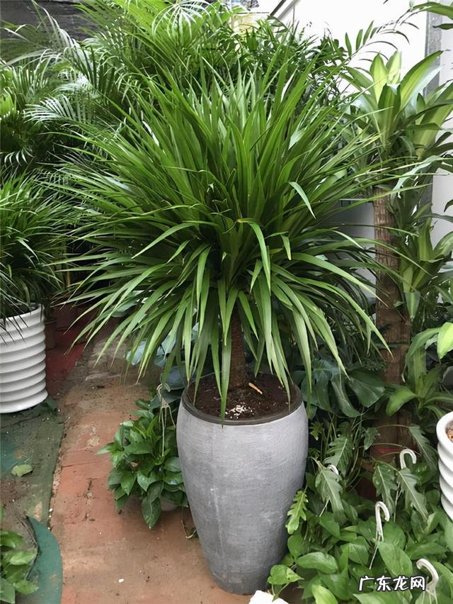 适合养在客厅的花卉 适合养在客厅的花