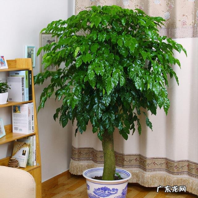 适合养在客厅的花卉 适合养在客厅的花