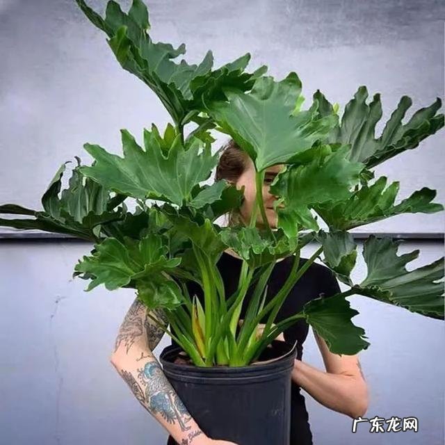 适合养在客厅的花卉 适合养在客厅的花