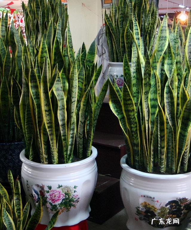 适合养在客厅的花卉 适合养在客厅的花