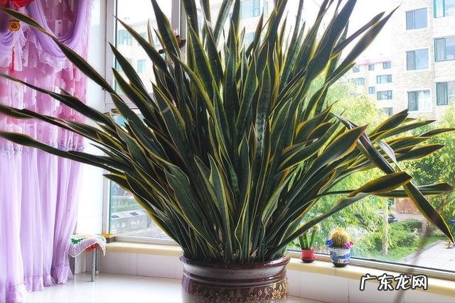 适合养在客厅的花卉 适合养在客厅的花