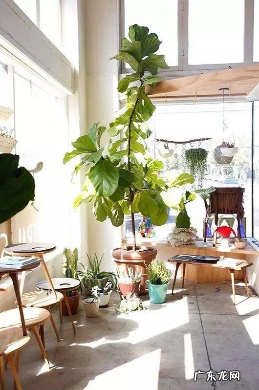 适合养在客厅的花卉 适合养在客厅的花