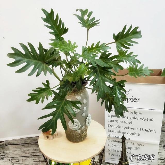 适合养在客厅的花卉 适合养在客厅的花