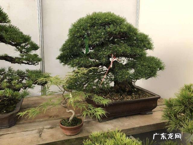 金枝玉叶摆放客厅位置 金枝玉叶放客厅好吗