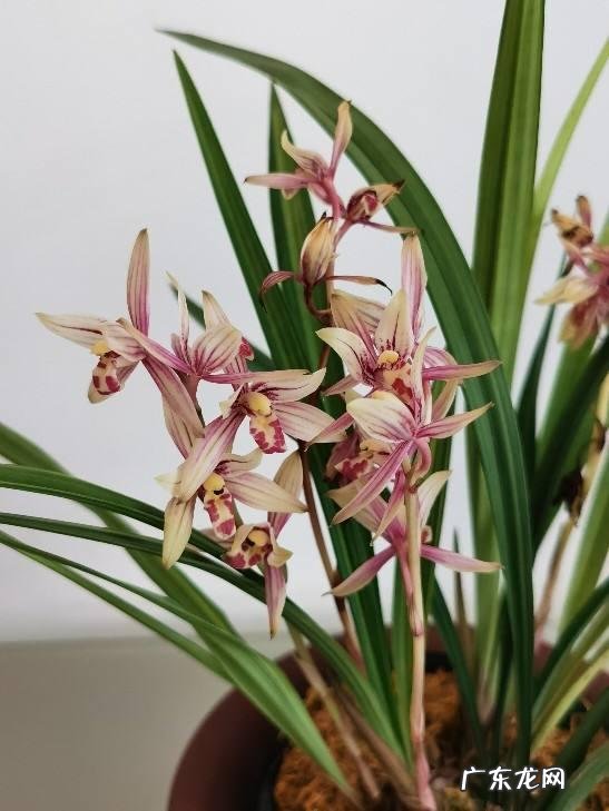 金枝玉叶摆放客厅位置 金枝玉叶放客厅好吗