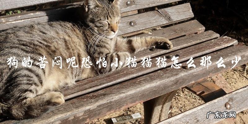 为什么狗会感到苦闷,而小猫猫的数量却如此稀少?