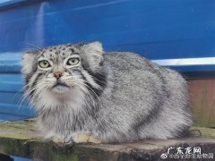 兔狲是几级保护动物