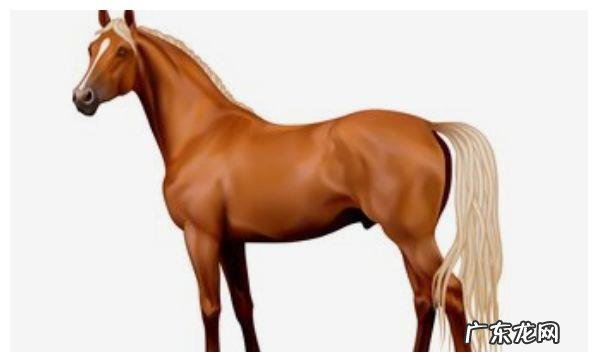 属马女一生有几个子女