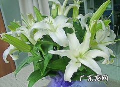 6朵百合花代表什么意思
