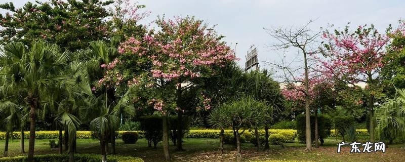 保护绿化的宣传语,保护绿化的宣传语图