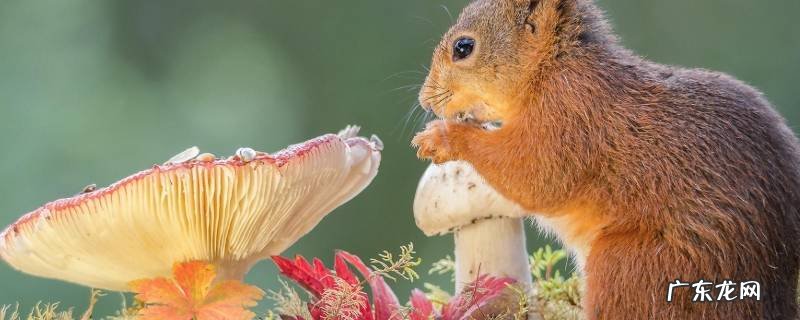 松鼠和老鼠是同类吗,松鼠与老鼠是属于鼠类吗