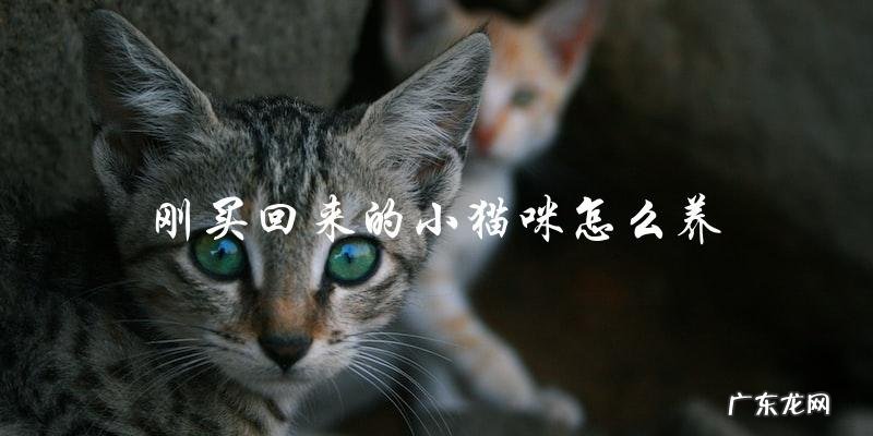 如何照顾刚买回来的小猫咪?