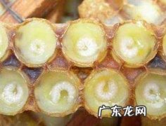 蜂王胎的功效与禁忌
