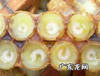 蜂王胎的功效与禁忌