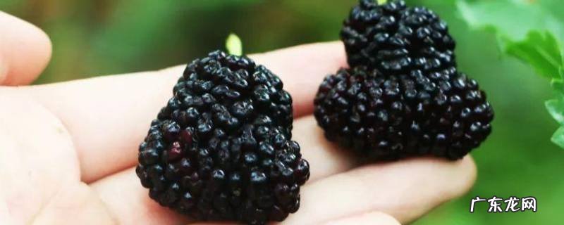 桑果汁在衣服上怎么洗,桑葚汁怎么洗