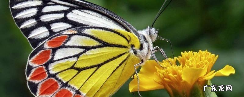 蝴蝶的触角有什么用,蝴蝶的触角有什么用秒懂百科