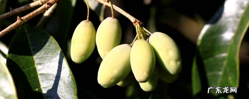 木犀果能不能吃,木犀果能不能生吃