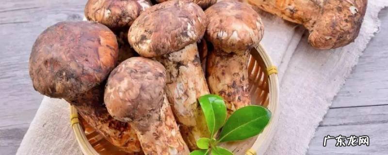 松茸保存的方法,松茸怎么保存啊