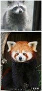 浣熊和小熊猫的区别