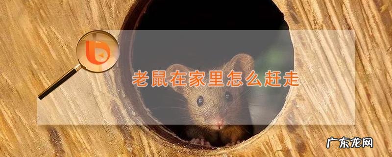 怎样让老鼠离开屋子