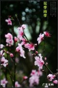 花季是指什么