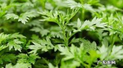 艾草怎么去除苦味