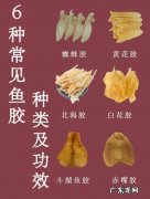 麻鱼胶的功效与作用