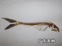 鱼骨的功效与作用