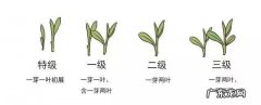 龙井等级