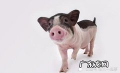 属猪人的晚年是什么样