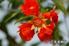 石榴花的气味是什么味道
