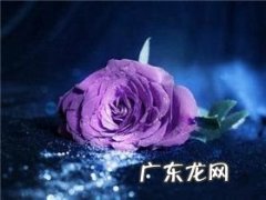 玫瑰花1到9朵代表什么