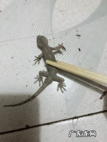 壁虎进屋能打死吗?看完你就知道,赶紧看看!