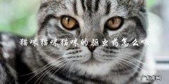 如何正确给猫咪喂驱虫药？