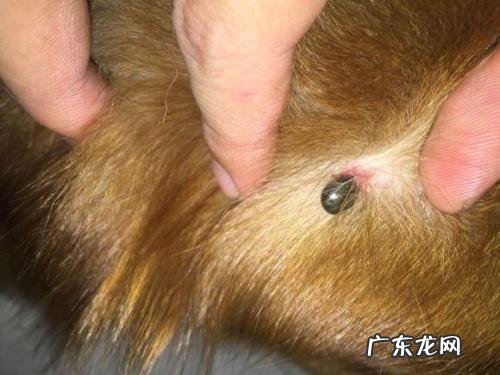 狗狗身上有吸血虫怎么办