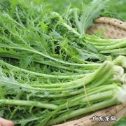 新鲜雪里红的营养价值