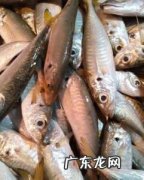 鳀鱼在中国叫什么鱼